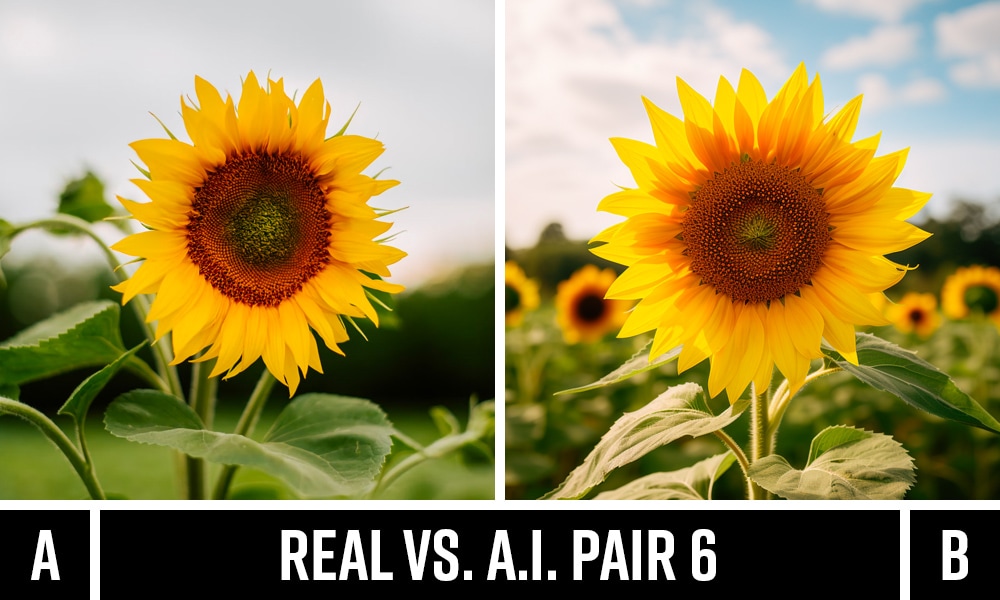 Real image of sunflower vs. AI-generated version