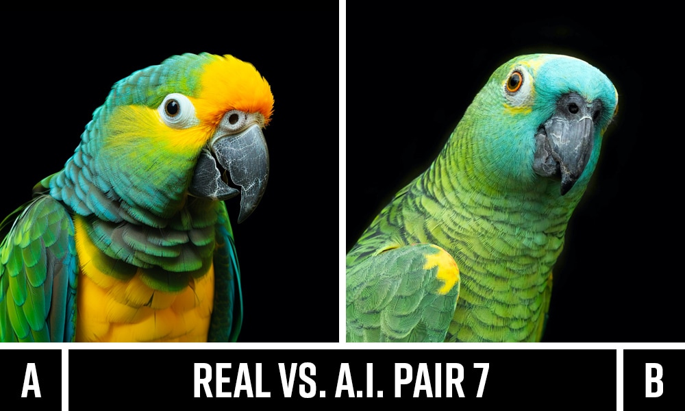 Real image of parrot vs. AI-generated version